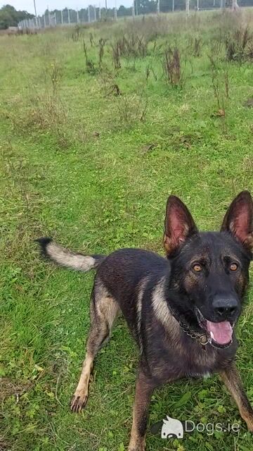 German Shepherd dog for stud in Cork - Video