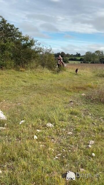 Pheobe is female German Shepherd 15 months old in Westmeath - Video
