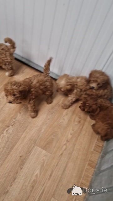 5 beautiful Cockapoo puppies for sale in Wexford - Video