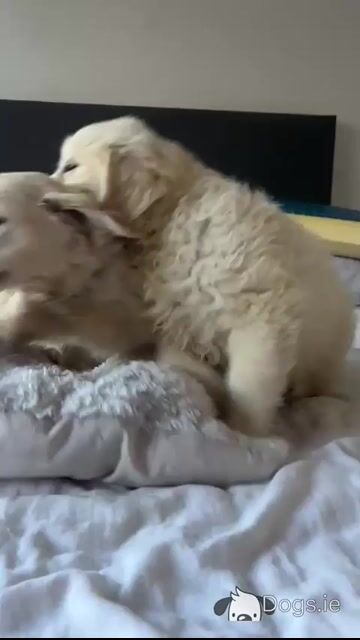 Beautiful IKC Registered (pending) cream Golden Retriever puppies in Tipperary - Video