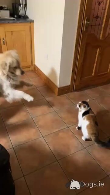Golden Retreiver - Video