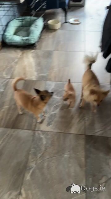 Female Chichuahua puppy for sale in Monaghan - Video