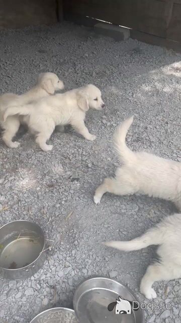 Beautiful Golden Retriever puppies for sale in Galway - Video