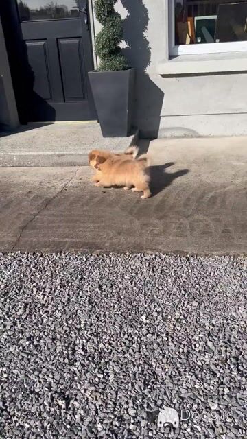 Pomeranian puppies in Cavan (Video Included) - Video