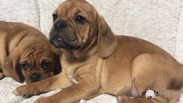Puggle puppies (Pug x Beagle) in Carlow - Video