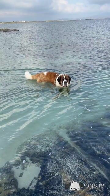 St Bernard stud dog in Roscommon - Video