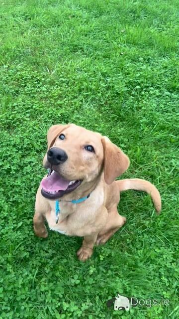 Gorgeous male Labrador puppy 6 months old in Wicklow - Video