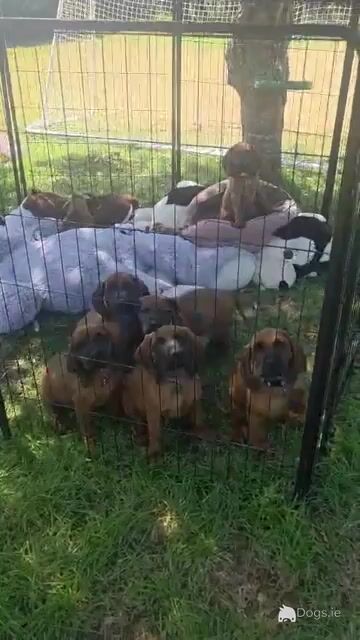 Beautiful Bavarian Mountain Hound Puppies 🐾 - Video