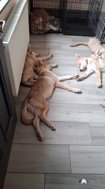 IKC Registered Saarloos Wolfdog puppies in Tipperary - Video