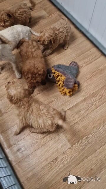 4 gorgeous miniature Poodle in Wexford - Video