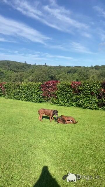 Female Bavarian Mountain Hound puppy for sale in Donegal - Video