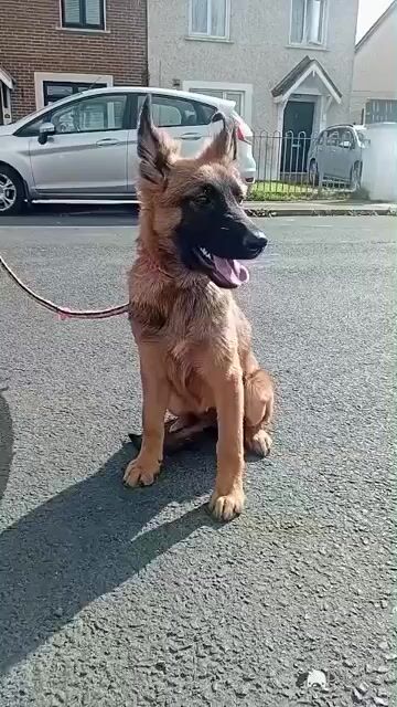 Shelly is a female Belgium Malamar puppy 2 months old in Limerick - Video