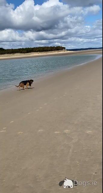 German Shepherd x Golden Retriever in Wexford - Video