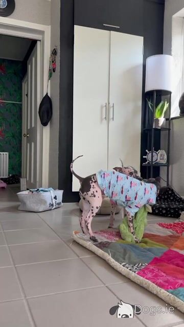 Pedigree IKC Registered American Hairless Terrier puppie 7 months old in Laois - Video