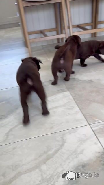 Chocolate Labrador pups in Tipperary - Video