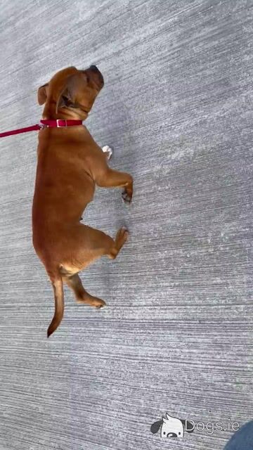 Female Red Staffordshire Bull Terrier in Waterford - Video
