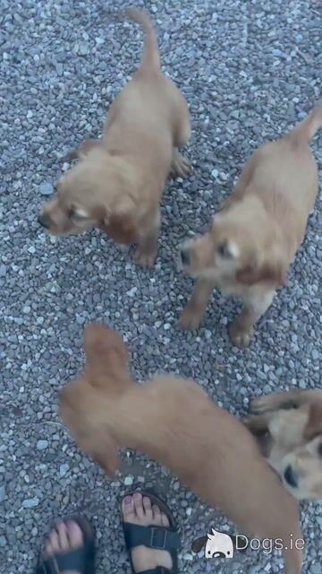 Golden Irish puppies in Cork - Video