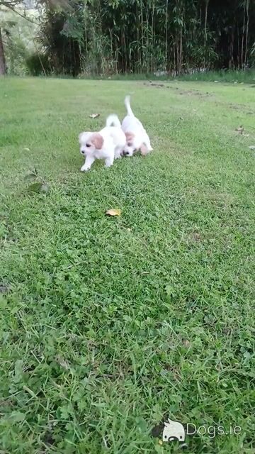Adorable Cavachon puppies   **** 1 Female left**** in Wexford - Video