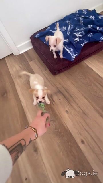 Only the Fluffy male puppy left, cutest of the bunch🐶 - Video