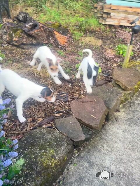 Gorgeous Parson Russell Terrier x Fox Terrier puppies in Limerick - Video