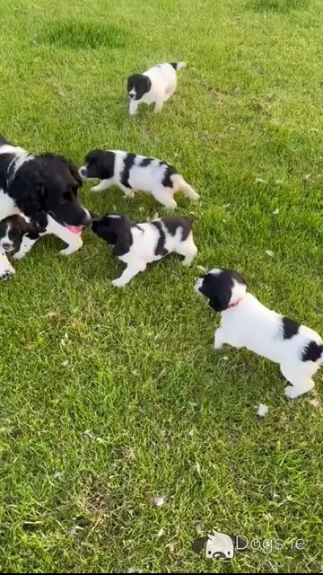 Springer Spaniel puppies - 5 beautiful Black & Whites - in Limerick - Video