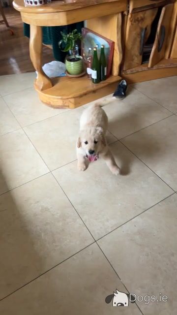 Female Golden Retriever pup for sale - Video