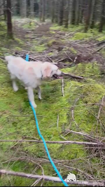 IKC Registered male Golden Retriever puppy 13 months old for sale in Cork - Video