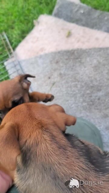 Border Terrier Cross puppies in Waterford - Video