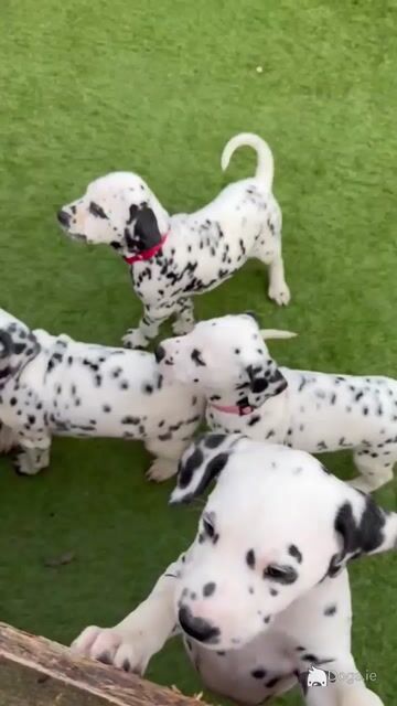 Stunning Dalmatian Puppies IKC registered (Pending) - Video