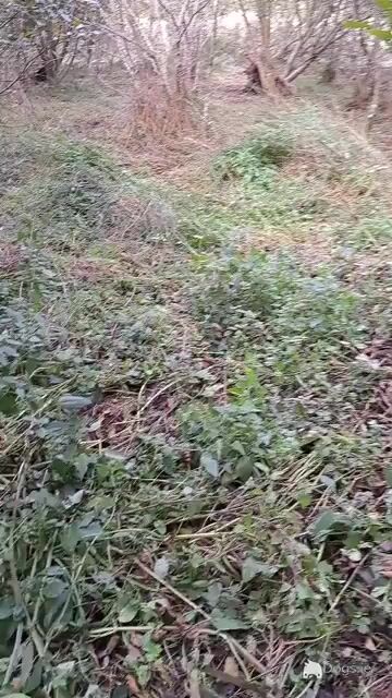 Purebred Springer Spaniel in Mayo - Video