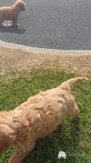 Minature Cockapoo puppies in Sligo - Video