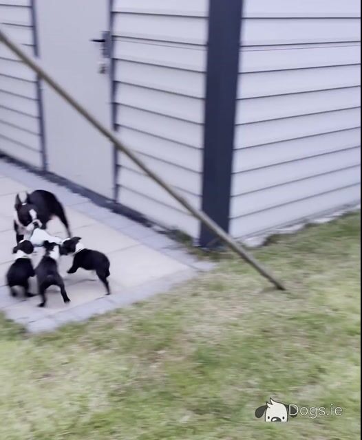IKC Registered (pending) Boston Terrier puppies in Westmeath - Video