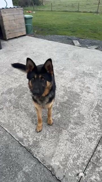 5th Generation Pedigree German Shepherd for stud in Carlow - Video