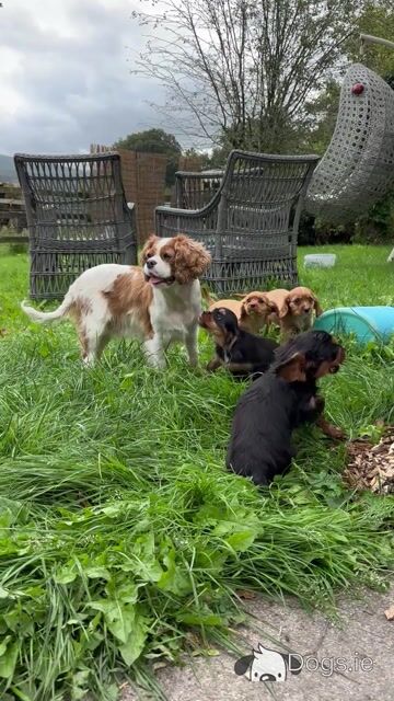 Cavalier King Charles puppies in Wicklow - No heart murmur - Video