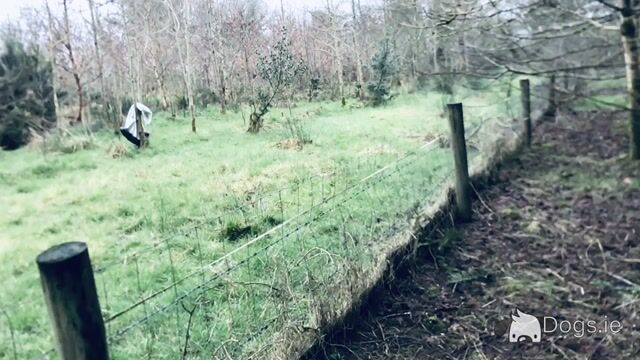 IKC Registered Labrador pups - Video