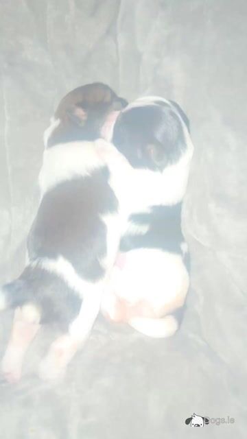 Biewer Terrier puppies 🐶 in Cork - Video