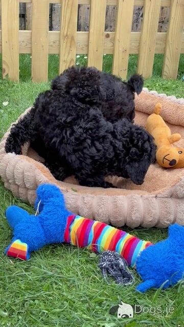 Last one Unique Cavapoochon F1b puppies in Limerick  €1000 - Video