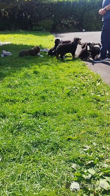 Bernese Mountain Dog x St Bernard puppies in Mayo - Video