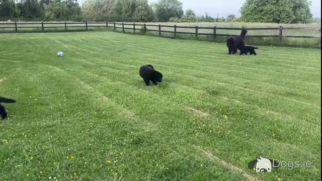 Stunning Pedigree Newfoundland puppies - Superior Quality in Galway - Video