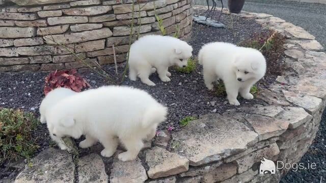 Beautiful Samoyed IKC Registered - Video