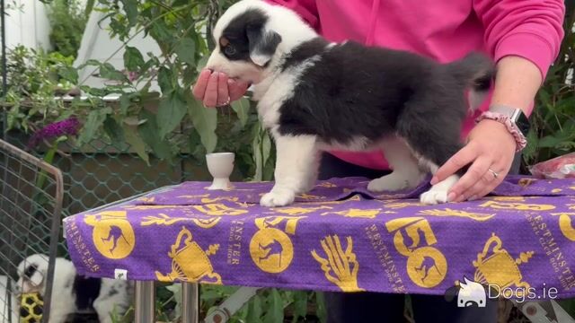 Male Australian Shepherd puppy in Down - Video