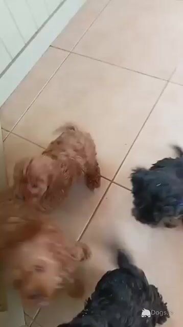 Beautiful Cavapoo puppies in Offaly - Video