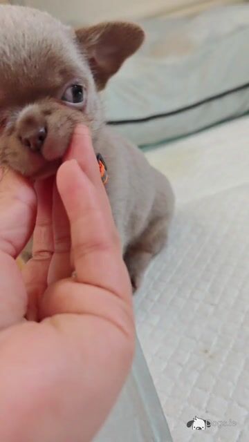 Purebred Chihuahua puppies in Dublin - Video