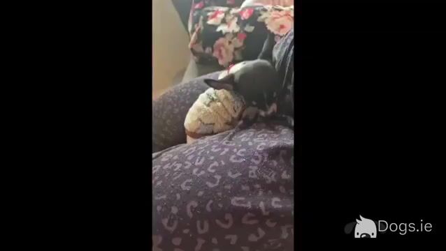 Tiny male Chihuahua puppy, 4 months old in Wexford - Video