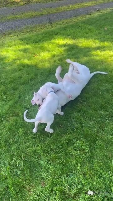 IKC Registered Top Quality Dogo Argentino puppies in Cavan - Video