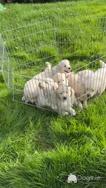 IKC Registered (PENDING) Golden Retriever puppies - Video