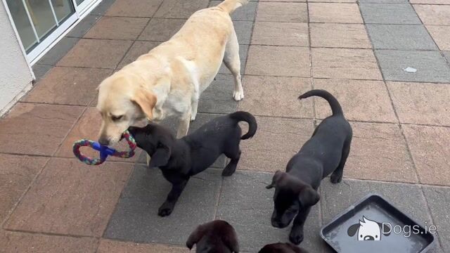 2 Black Male Labrador pups - Video