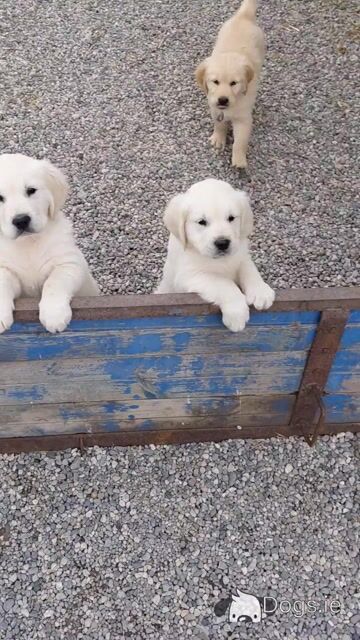 2  pure bred Golden Retriever Pups for Sale, Laois - Video