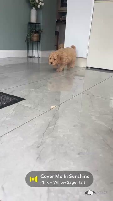 Beautiful Cavapoo puppies in Carlow 🐾 💙 - Video