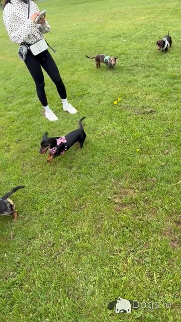 Rolo the miniature Dachshund - Video